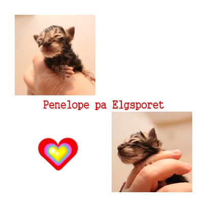 penelope collage